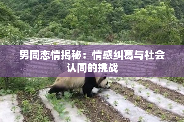男同恋情揭秘：情感纠葛与社会认同的挑战