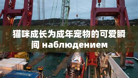 猫咪成长为成年宠物的可爱瞬间 наблюдением