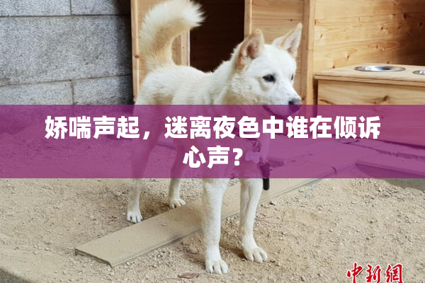 娇喘声起，迷离夜色中谁在倾诉心声？