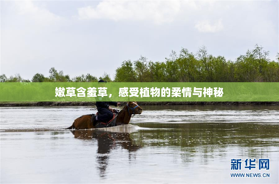 嫩草含羞草，感受植物的柔情与神秘