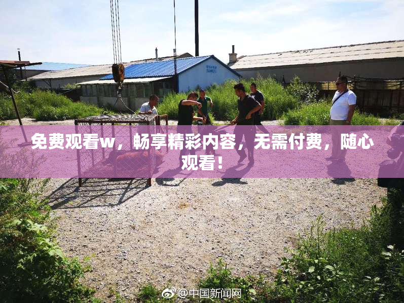 免费观看w，畅享精彩内容，无需付费，随心观看！