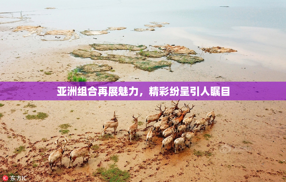 亚洲组合再展魅力，精彩纷呈引人瞩目