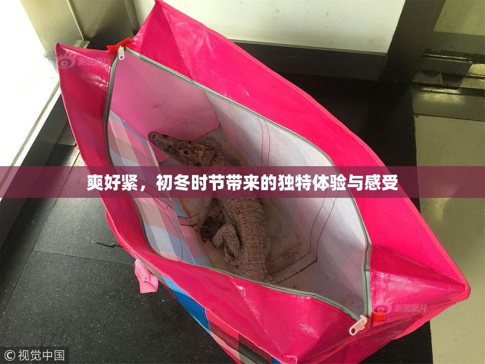 爽好紧，初冬时节带来的独特体验与感受