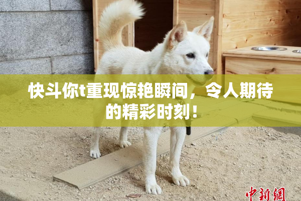 快斗你t重现惊艳瞬间，令人期待的精彩时刻！