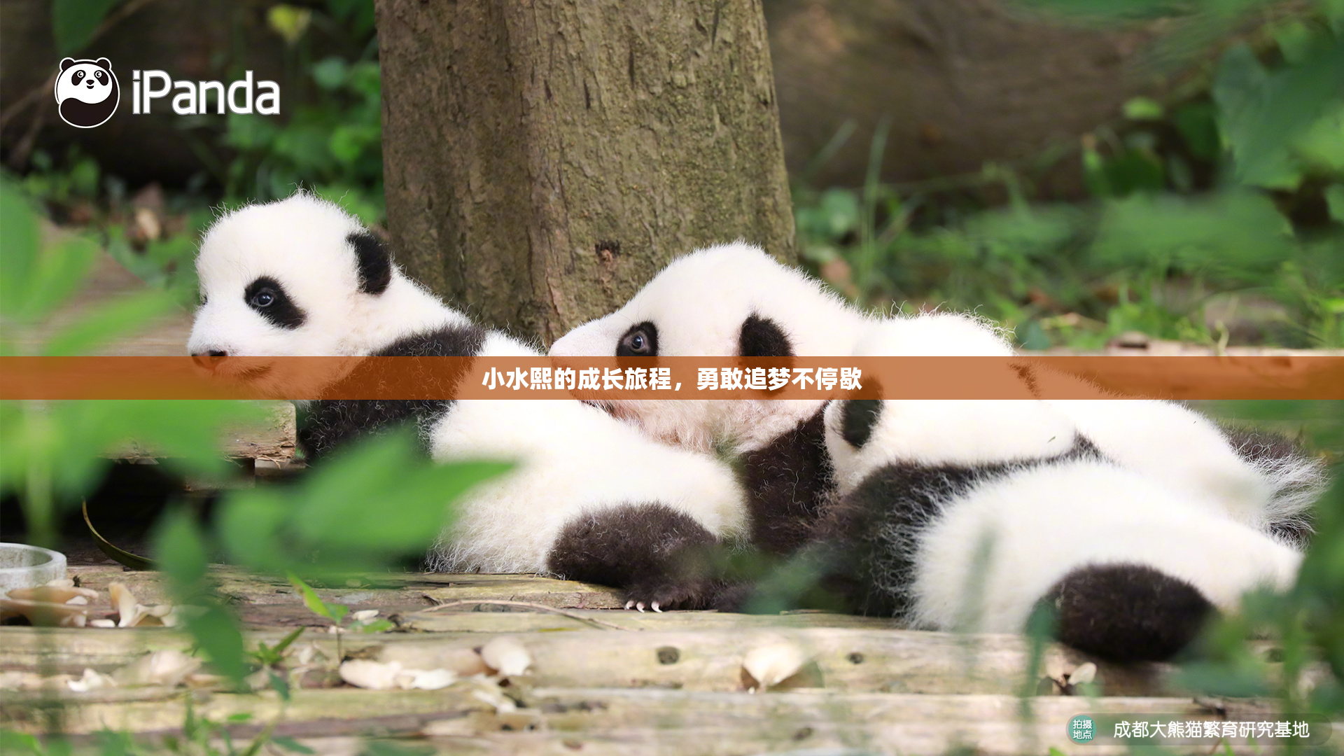 小水熙的成长旅程，勇敢追梦不停歇