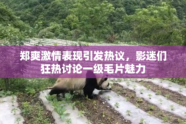 郑爽激情表现引发热议，影迷们狂热讨论一级毛片魅力