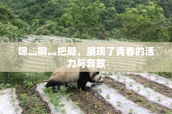 嗯灬啊灬把腿，展现了青春的活力与奔放