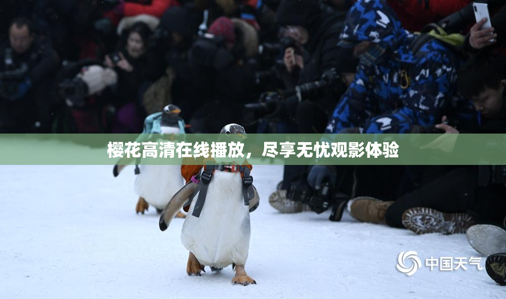 樱花高清在线播放，尽享无忧观影体验