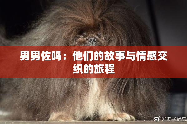 男男佐鸣：他们的故事与情感交织的旅程