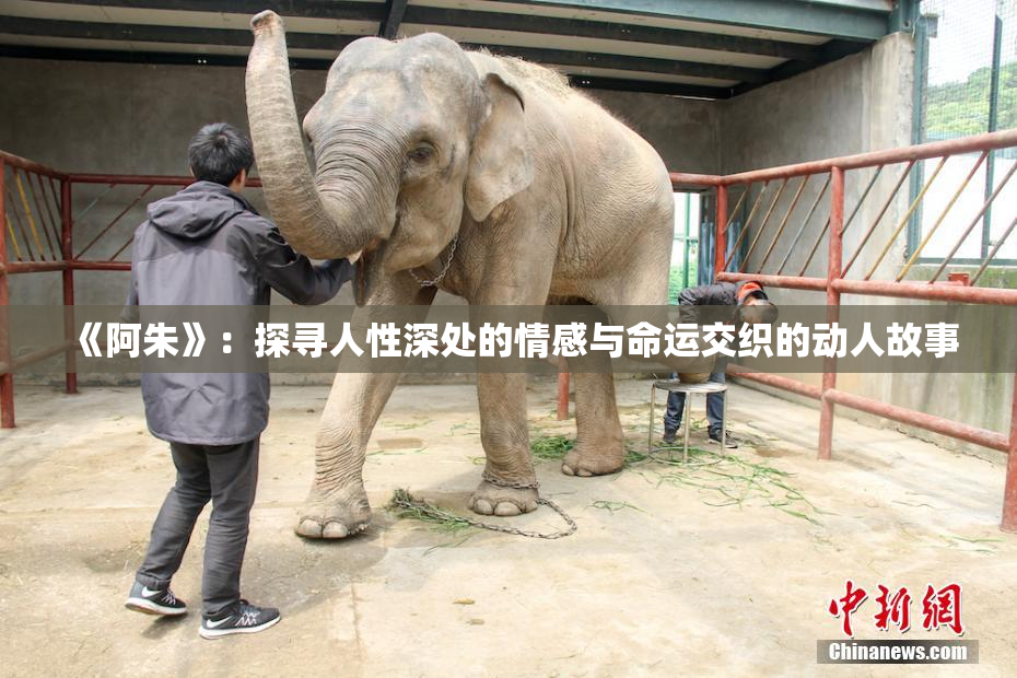 《阿朱》：探寻人性深处的情感与命运交织的动人故事