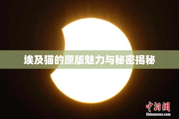 埃及猫的原版魅力与秘密揭秘