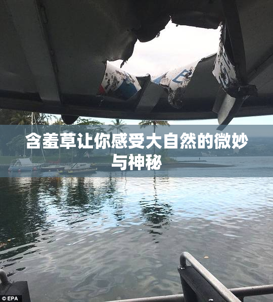含羞草让你感受大自然的微妙与神秘