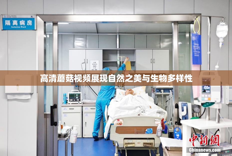 高清蘑菇视频展现自然之美与生物多样性