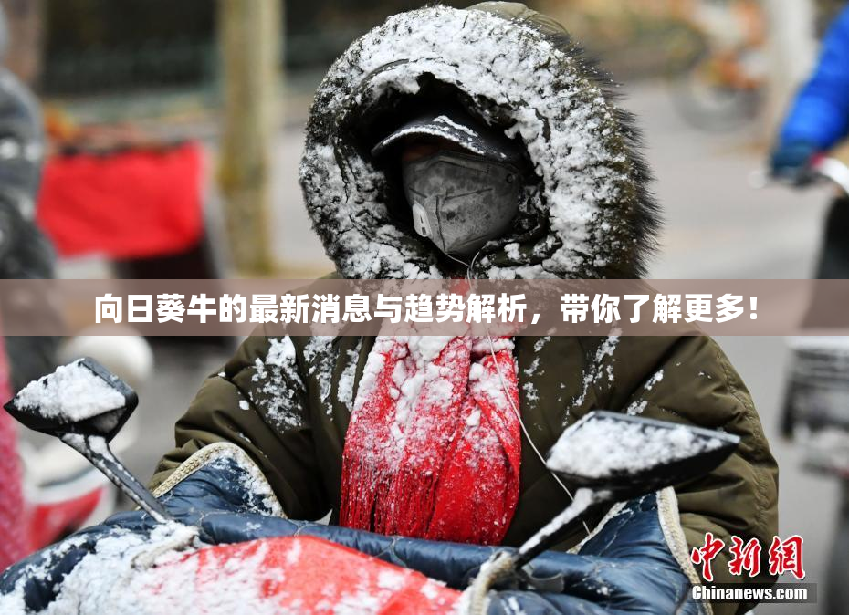 向日葵牛的最新消息与趋势解析，带你了解更多！