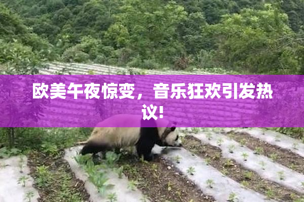欧美午夜惊变，音乐狂欢引发热议!