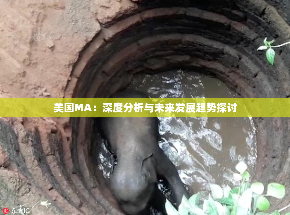 美国MA：深度分析与未来发展趋势探讨