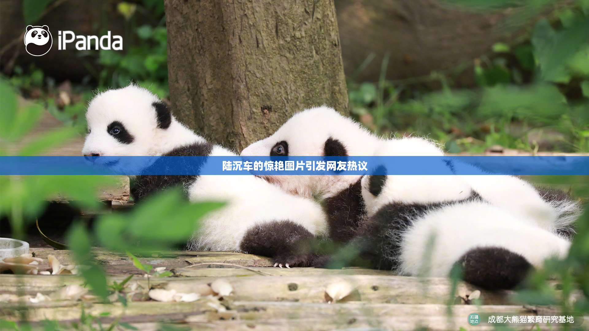 陆沉车的惊艳图片引发网友热议