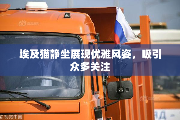 埃及猫静坐展现优雅风姿，吸引众多关注