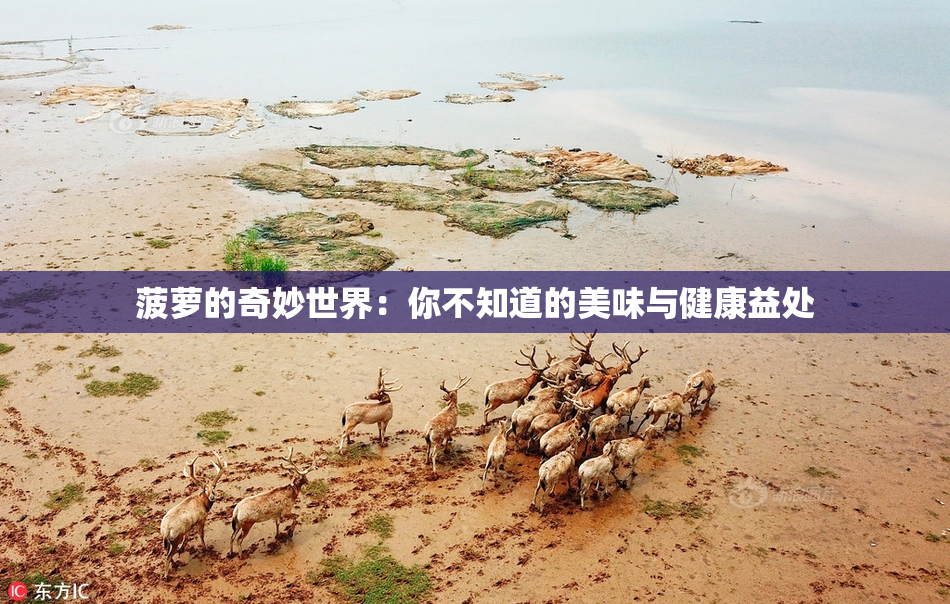 菠萝的奇妙世界：你不知道的美味与健康益处