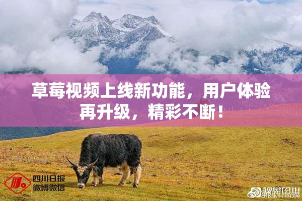 草莓视频上线新功能，用户体验再升级，精彩不断！