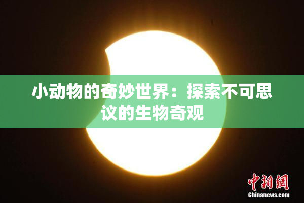 小动物的奇妙世界：探索不可思议的生物奇观