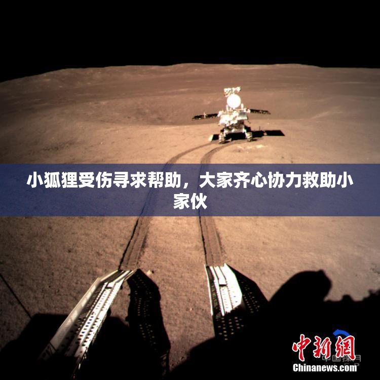 小狐狸受伤寻求帮助，大家齐心协力救助小家伙