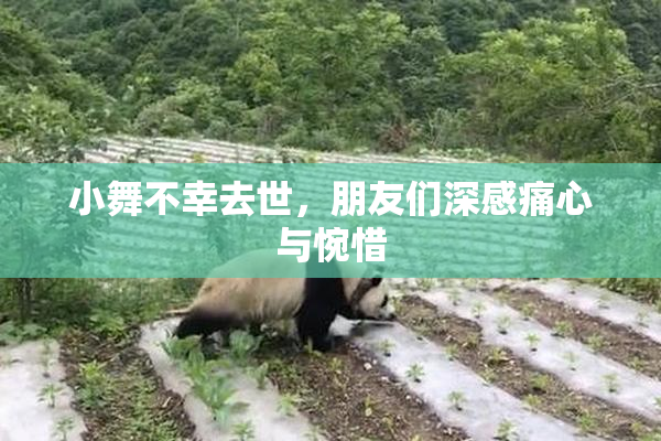 小舞不幸去世，朋友们深感痛心与惋惜