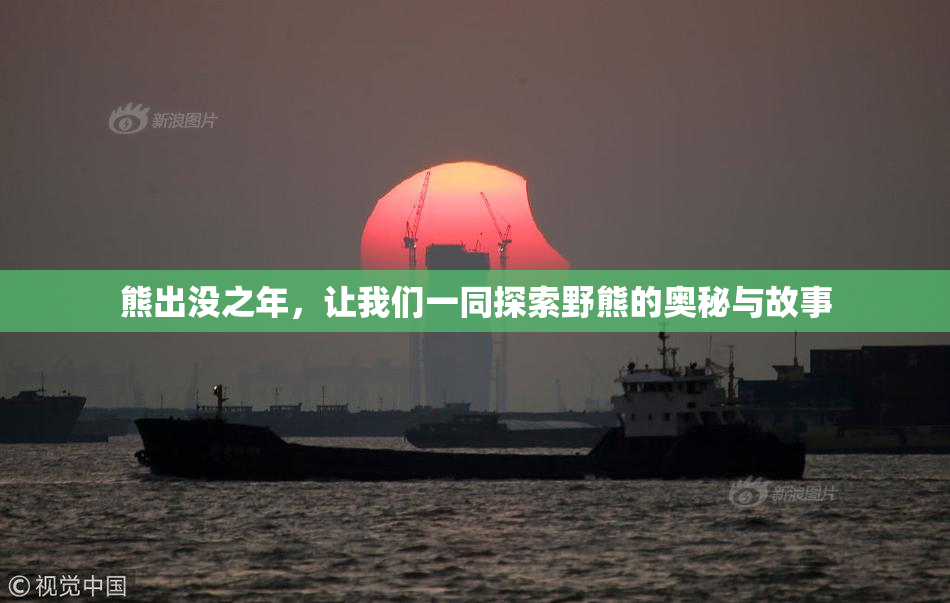 熊出没之年，让我们一同探索野熊的奥秘与故事