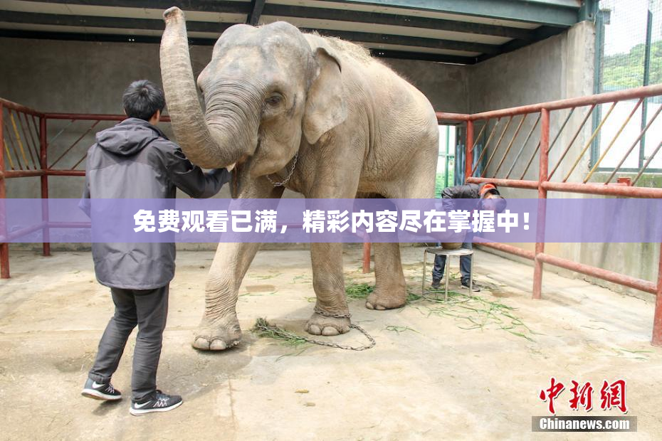 免费观看已满，精彩内容尽在掌握中！