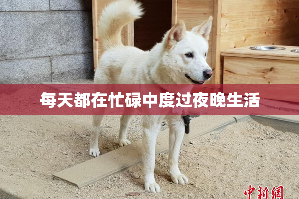 每天都在忙碌中度过夜晚生活
