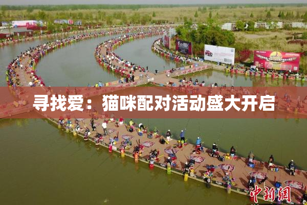 寻找爱：猫咪配对活动盛大开启
