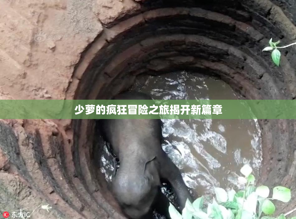 少萝的疯狂冒险之旅揭开新篇章