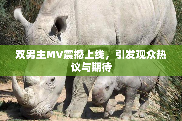 双男主MV震撼上线，引发观众热议与期待