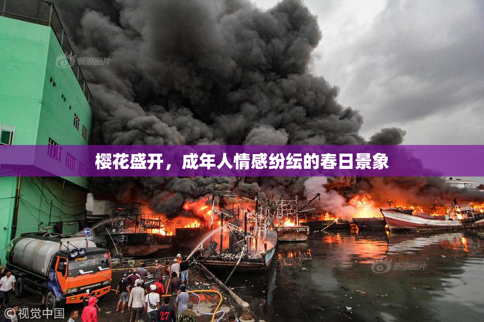樱花盛开，成年人情感纷纭的春日景象