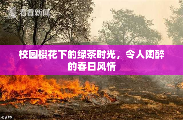 校园樱花下的绿茶时光，令人陶醉的春日风情