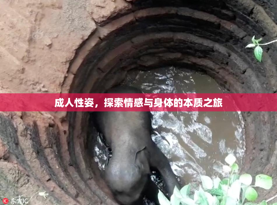 成人性姿，探索情感与身体的本质之旅