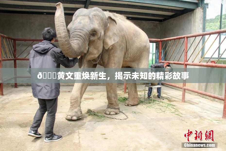 🔞黄文重焕新生，揭示未知的精彩故事