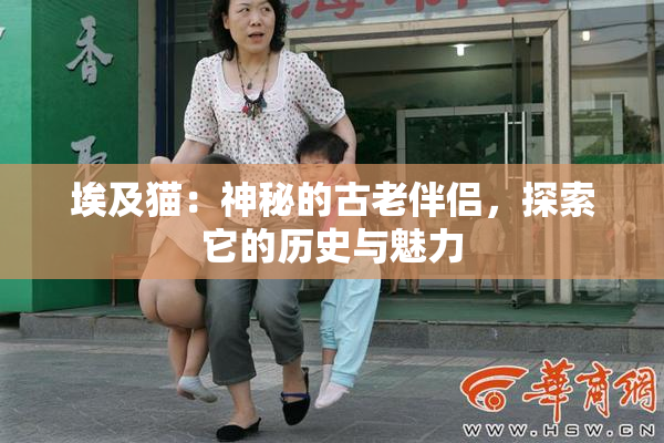 埃及猫：神秘的古老伴侣，探索它的历史与魅力