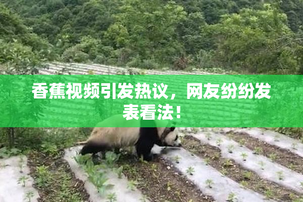 香蕉视频引发热议，网友纷纷发表看法！