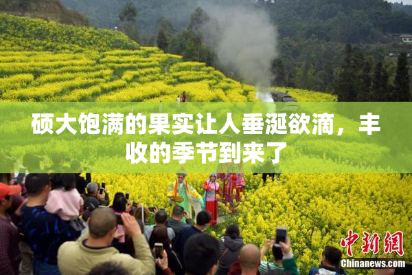 硕大饱满的果实让人垂涎欲滴，丰收的季节到来了