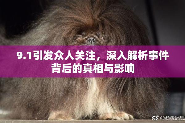 9.1引发众人关注，深入解析事件背后的真相与影响