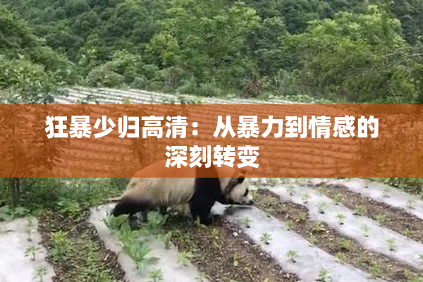 狂暴少归高清：从暴力到情感的深刻转变
