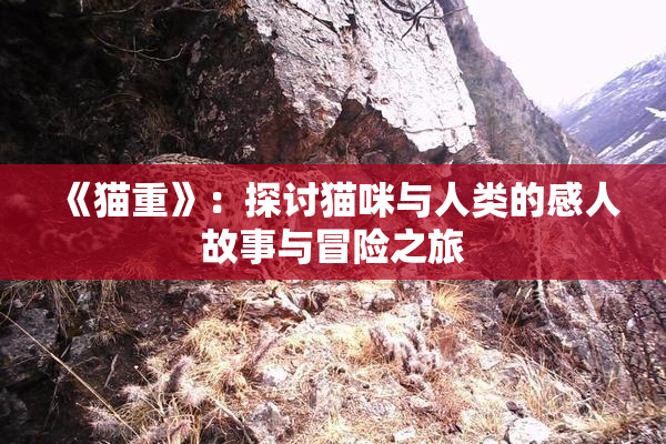 《猫重》：探讨猫咪与人类的感人故事与冒险之旅