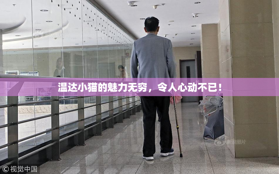 温达小猫的魅力无穷，令人心动不已！