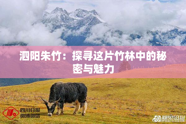 泗阳朱竹：探寻这片竹林中的秘密与魅力