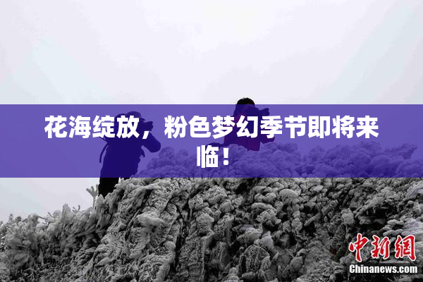 花海绽放，粉色梦幻季节即将来临！