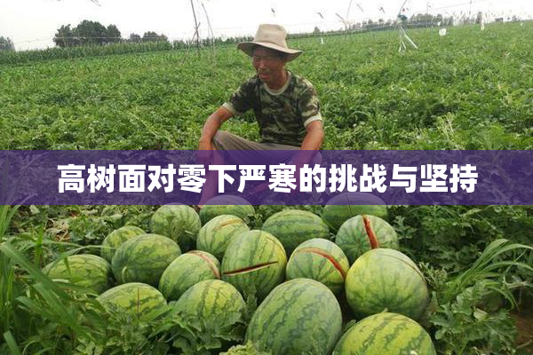 高树面对零下严寒的挑战与坚持
