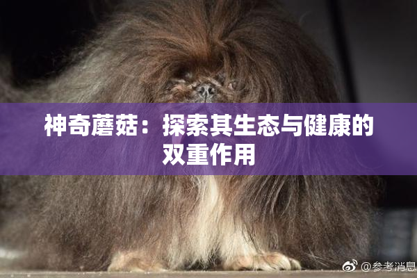 神奇蘑菇：探索其生态与健康的双重作用