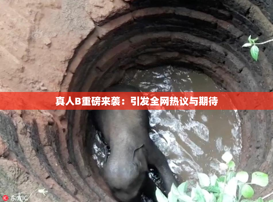 真人B重磅来袭：引发全网热议与期待