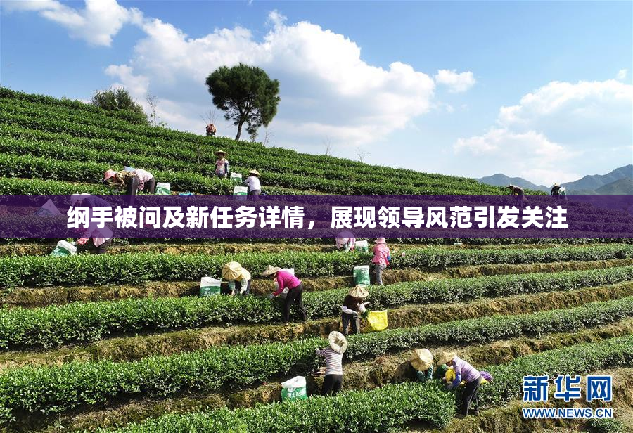 纲手被问及新任务详情，展现领导风范引发关注